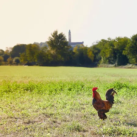Asolo Norah's Hill Agri *