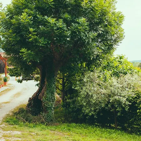 Asolo Norah's Hill Agri