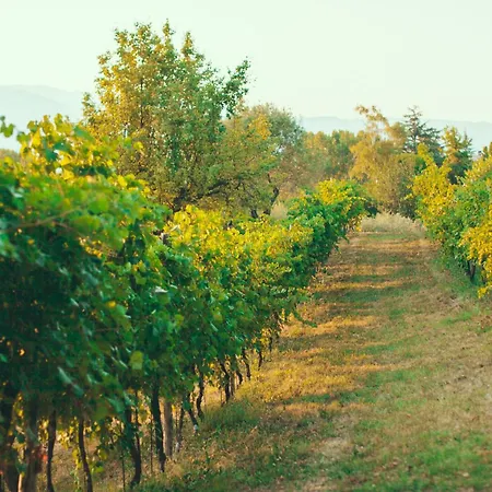 Asolo Norah's Hill Agri *